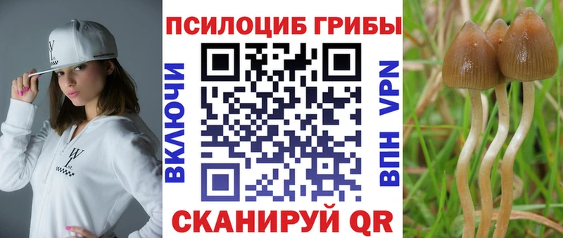 Псилоцибиновые грибы Psilocybe  Купить  Салаир 